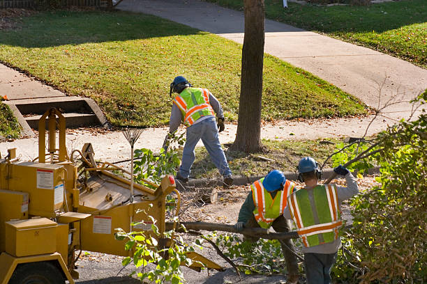 Trusted Truth Or Consequences, NM Tree Service Experts